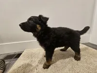 Long coat girl 4 75%DDR , a female German Shepherd Dog for sale in Otis Orchards, WA – Photo 3 of 5