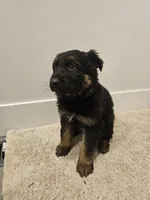 Long coat girl 4 75%DDR , a female German Shepherd Dog for sale in Otis Orchards, WA – Photo 2 of 5