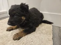 Long coat girl 4 75%DDR , a female German Shepherd Dog for sale in Otis Orchards, WA – Photo 4 of 5