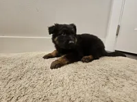 Long coat girl 4 75%DDR , a female German Shepherd Dog for sale in Otis Orchards, WA – Photo 5 of 5