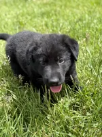 Yellow male, a male German Shepherd Dog for sale in Otis Orchards, WA – 6 of 10