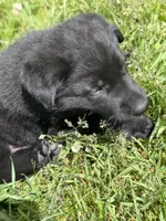 Yellow male, a male German Shepherd Dog for sale in Otis Orchards, WA – 7 of 10