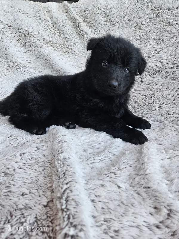 Brielle Black Long coat female 2 – German Shepherd Dog puppy for sale in Otis Orchards, WA