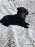 Brielle Black Long coat female 2, a female German Shepherd Dog for sale in Otis Orchards, WA – 2 of 7