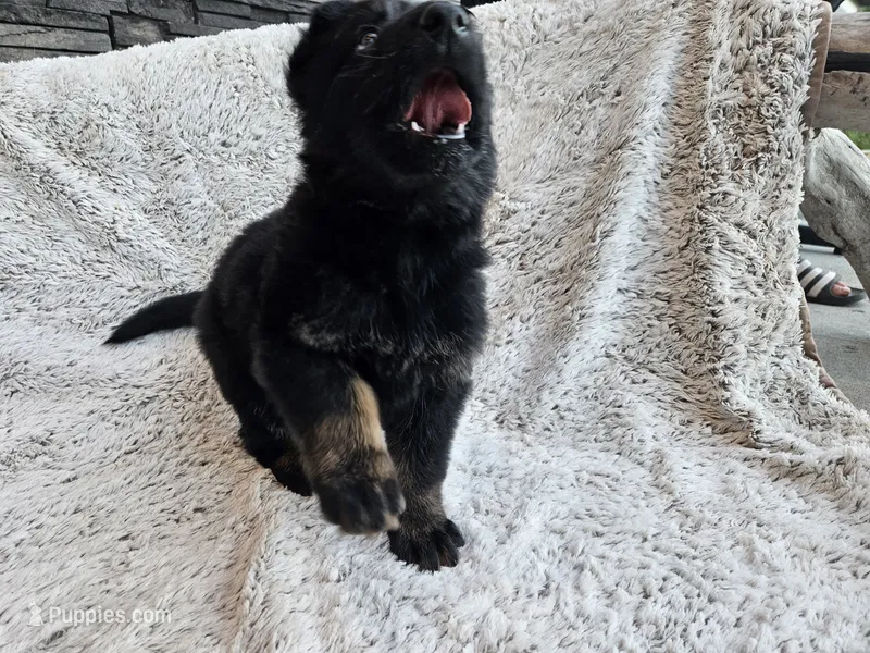 Camilla Bicolor long coat DDR type – German Shepherd Dog puppy for sale in Otis Orchards, WA