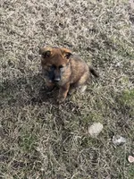 Kenai, a male German Shepherd Dog for sale in Otis Orchards, WA – Photo 6 of 7