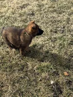 Kenai, a male German Shepherd Dog for sale in Otis Orchards, WA – Photo 4 of 7