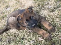 Kenai, a male German Shepherd Dog for sale in Otis Orchards, WA – Photo 7 of 7