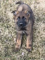 Kenai, a male German Shepherd Dog for sale in Otis Orchards, WA – Photo 1 of 7