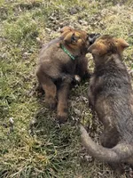 Kenai, a male German Shepherd Dog for sale in Otis Orchards, WA – Photo 2 of 7