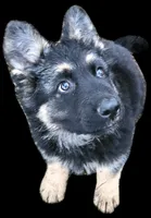Sasha 75% DDR LC, a female German Shepherd Dog for sale in Otis Orchards, WA – Photo 3 of 10