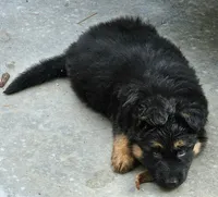 Sasha 75% DDR LC, a female German Shepherd Dog for sale in Otis Orchards, WA – Photo 8 of 10