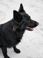 Sasha 75% DDR LC, a female German Shepherd Dog for sale in Otis Orchards, WA – Photo 9 of 10