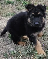 Sasha 75% DDR LC, a female German Shepherd Dog for sale in Otis Orchards, WA – Photo 6 of 10