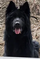 Sasha 75% DDR LC, a female German Shepherd Dog for sale in Otis Orchards, WA – Photo 10 of 10