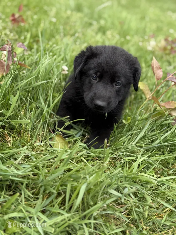 Green male – German Shepherd Dog puppy for sale in Otis Orchards, WA
