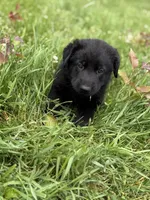 Green male, a male German Shepherd Dog for sale in Otis Orchards, WA – 1 of 10