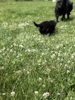 Blue male, a male German Shepherd Dog for sale in Otis Orchards, WA – 6 of 10