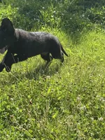 Green male 100% DDR  lineage, a male German Shepherd Dog for sale in Otis Orchards, WA – 2 of 10