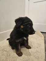 Long coat girl 1- Ddr/ west, a female German Shepherd Dog for sale in Otis Orchards, WA – Photo 5 of 6