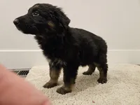 Long coat girl 1- Ddr/ west, a female German Shepherd Dog for sale in Otis Orchards, WA – Photo 1 of 6