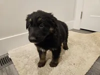 Long coat girl 1- Ddr/ west, a female German Shepherd Dog for sale in Otis Orchards, WA – Photo 2 of 6