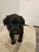 Long coat girl 1- Ddr/ west, a female German Shepherd Dog for sale in Otis Orchards, WA – Photo 3 of 6