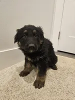 Long coat girl 1- Ddr/ west, a female German Shepherd Dog for sale in Otis Orchards, WA – Photo 4 of 6