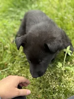 Orange male, a male German Shepherd Dog for sale in Otis Orchards, WA – 3 of 10