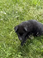 Blue male, a male German Shepherd Dog for sale in Otis Orchards, WA – 8 of 10