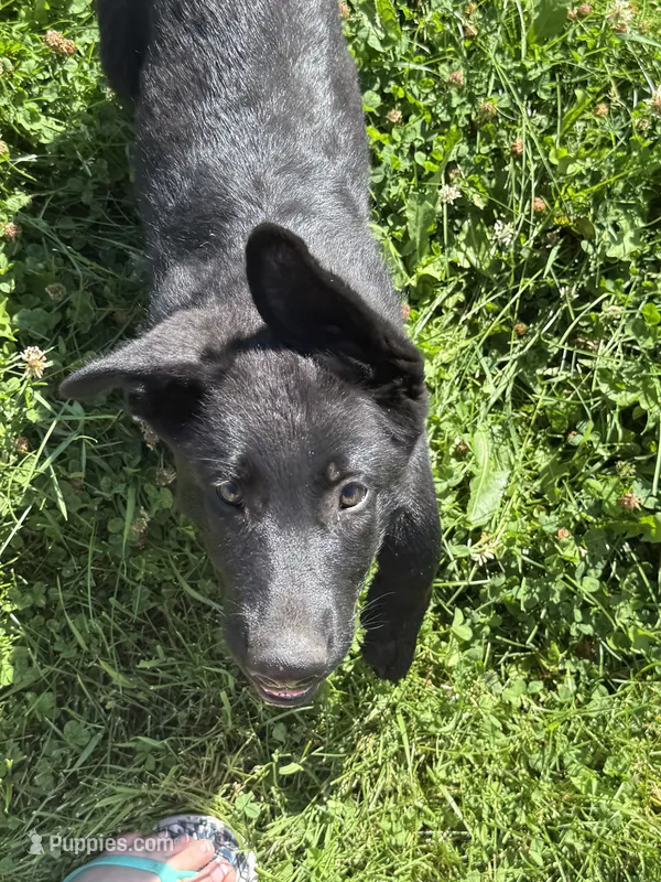 Yellow male Full DDR breeding – German Shepherd Dog puppy for sale in Otis Orchards, WA