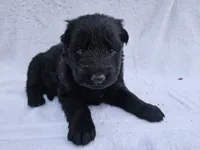 Black long coat girl 1, a female German Shepherd Dog for sale in Otis Orchards, WA – 3 of 4