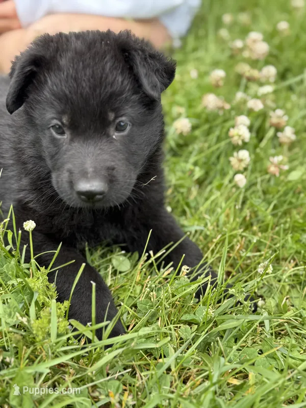 Blue male – German Shepherd Dog puppy for sale in Otis Orchards, WA