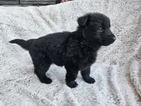 Brielle Black Long coat female 2, a female German Shepherd Dog for sale in Otis Orchards, WA – 7 of 7
