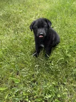 Red male, a male German Shepherd Dog for sale in Otis Orchards, WA – 9 of 10