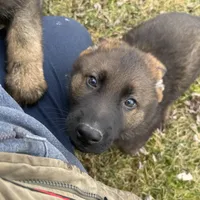 Bear, a male German Shepherd Dog for sale in Otis Orchards, WA – Photo 3 of 7