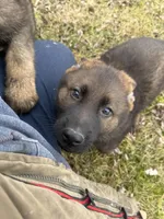 Bear, a male German Shepherd Dog for sale in Otis Orchards, WA – Photo 3 of 7