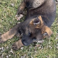 Bear, a male German Shepherd Dog for sale in Otis Orchards, WA – Photo 6 of 7