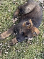 Bear, a male German Shepherd Dog for sale in Otis Orchards, WA – Photo 6 of 7