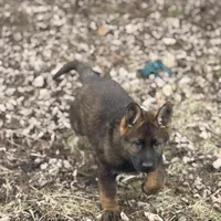 Bear, a male German Shepherd Dog for sale in Otis Orchards, WA – Photo 1 of 7