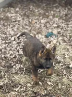 Bear, a male German Shepherd Dog for sale in Otis Orchards, WA – Photo 1 of 7