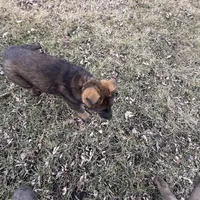 Bear, a male German Shepherd Dog for sale in Otis Orchards, WA – Photo 7 of 7