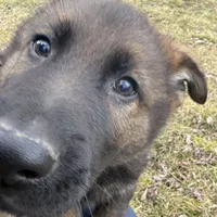 Bear, a male German Shepherd Dog for sale in Otis Orchards, WA – Photo 2 of 7