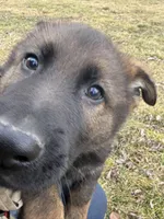 Bear, a male German Shepherd Dog for sale in Otis Orchards, WA – Photo 2 of 7