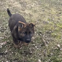 Bear, a male German Shepherd Dog for sale in Otis Orchards, WA – Photo 4 of 7