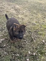 Bear, a male German Shepherd Dog for sale in Otis Orchards, WA – Photo 4 of 7