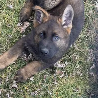 Bear, a male German Shepherd Dog for sale in Otis Orchards, WA – Photo 5 of 7