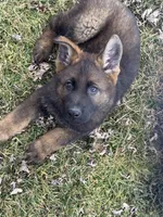 Bear, a male German Shepherd Dog for sale in Otis Orchards, WA – Photo 5 of 7