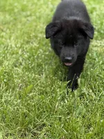 Red male, a male German Shepherd Dog for sale in Otis Orchards, WA – 4 of 10