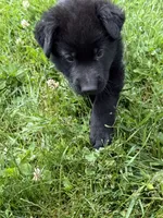 Blue male, a male German Shepherd Dog for sale in Otis Orchards, WA – 10 of 10